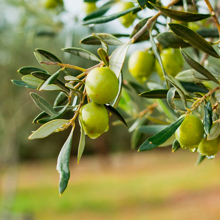aceite de oliva virgen extra toledo montearagon